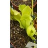 Plantes carnivores - Sarracenia purpurea subsp. venosa f. luteola