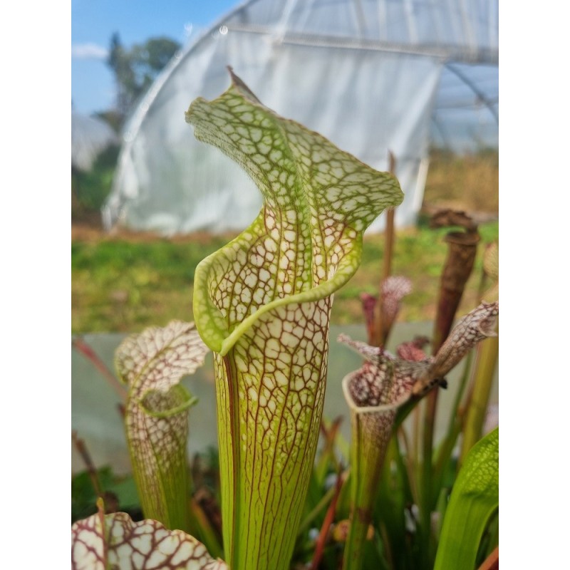 Plantes carnivores - Sarracenia leucophylla 'Gulf Breeze, Florida' L95MK