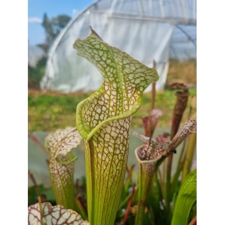 Plantes carnivores - Sarracenia leucophylla 'Gulf Breeze, Florida' L95MK