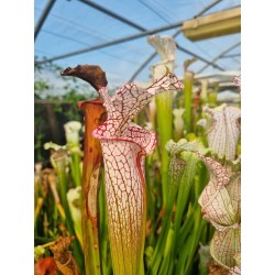 Plantes carnivores - Sarracenia leucophylla 'yellow river, C.K'