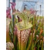 Plantes carnivores - sarracenia leucophylla 'Blackwater'