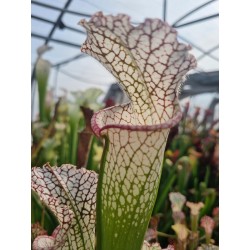 Plantes carnivores - Sarracenia leucophylla 'Walton Co'