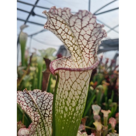 Plantes carnivores - Sarracenia leucophylla 'Walton Co'