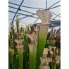 Plantes carnivores - Sarracenia leucophylla 'Walton Co'