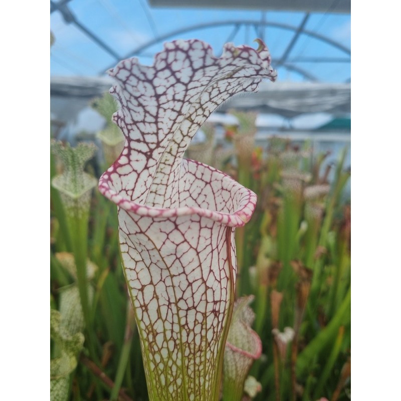 Plantes carnivores - Sarracenia leucophylla 'mont blanc'