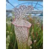 Plantes carnivores - Sarracenia leucophylla 'mont blanc'