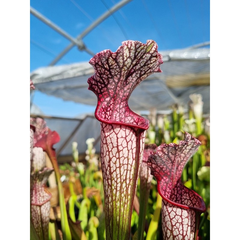 Plantes carnivores - Sarracenia SX013 SJ