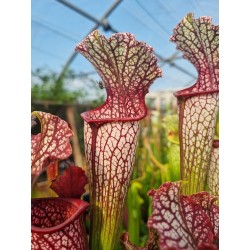 Plantes carnivores - Sarracenia SX013 SJ