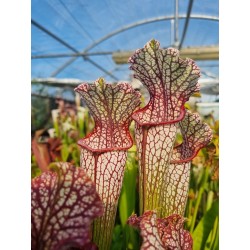 Plantes carnivores - Sarracenia SX013 SJ