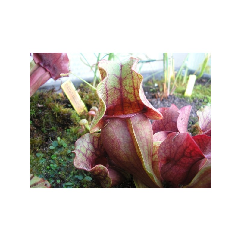 Sarracenia purpurea subsp. venosa