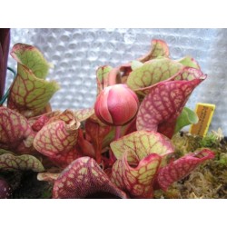 Sarracenia purpurea subsp. venosa