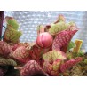 Sarracenia purpurea subsp. venosa