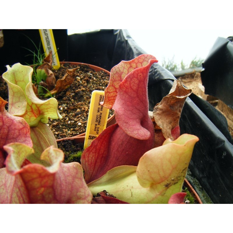 Sarracenia purpurea subsp. venosa 'Louis Burke'