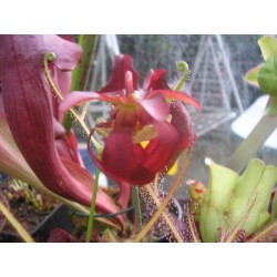 Sarracenia psittacina