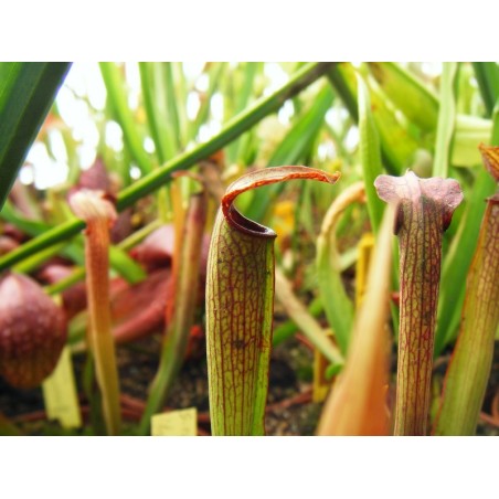 Sarracenia rubra ssp. gulfensis typ giant, Pensacola, Escambia Co., Florida