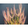 Drosera binata