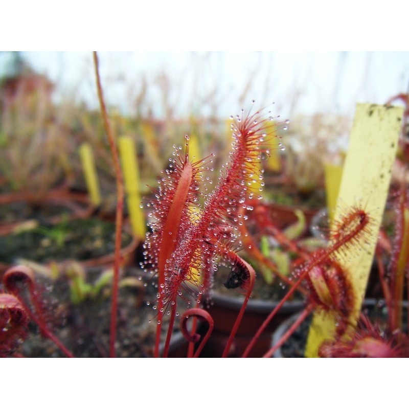 Drosera capensis 'red'