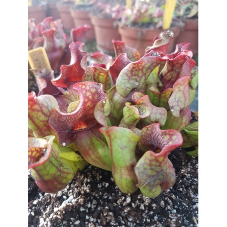 Sarracenia purpurea subsp. venosa var. burkii 'small'