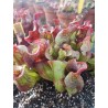 Sarracenia purpurea subsp. venosa var. burkii 'small'