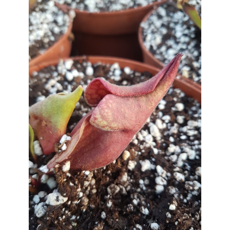 Sarracenia purpurea 'smurf'