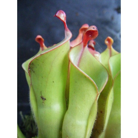 Heliamphora heterodoxa x minor