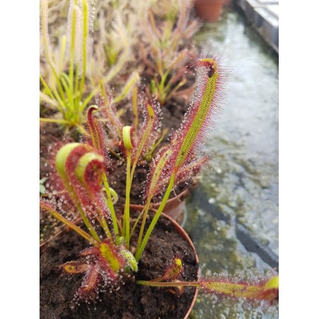 Drosera capensis