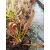 Drosera capensis