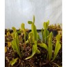 Dionaea 'spider'