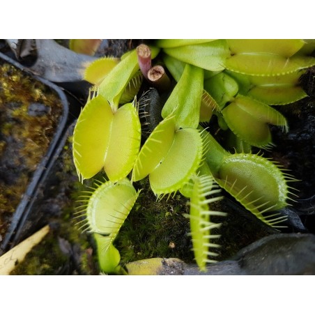 Dionaea 'yellow fused tooth'