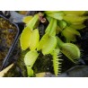 Dionaea 'yellow fused tooth'