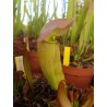 Sarracenia X swaniana