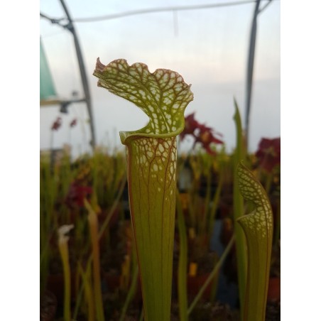 Sarracenia leucophylla 'giant