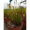 Sarracenia flava var. cuprea 'small form'