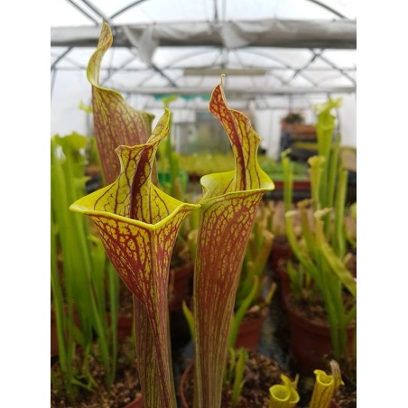 Sarracenia 'lidless'