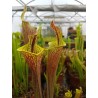 Sarracenia 'lidless'