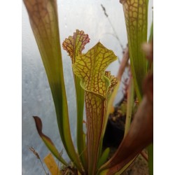 Sarracenia leucophylla 'jaune'