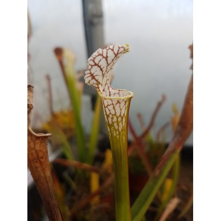 Sarracenia leucophylla 'Live Oak Creek, Eglin Reserve'