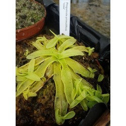 Pinguicula primuliflora 'rose'