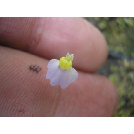 Utricularia bisquamata