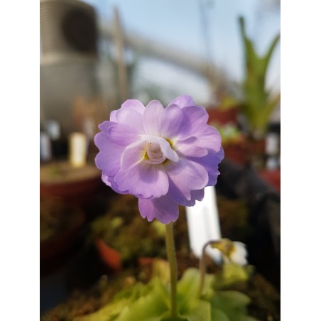 Pinguicula primuliflora 'rose'