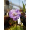 Pinguicula primuliflora 'rose'