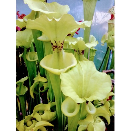 Sarracenia flava var. rugelii 'F51 mk'