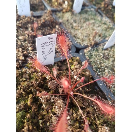 Drosera affinis 'Namibia'