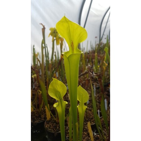 Sarracenia flava var. rugelii 'Yellow, small throat patch'