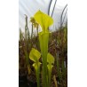 Sarracenia flava var. rugelii 'Yellow, small throat patch'