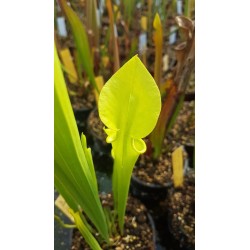 Sarracenia flava var. rugelii 'Yellow, small throat patch'