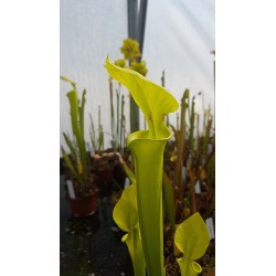 Sarracenia flava var. rugelii 'Yellow, small throat patch'