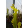 Sarracenia flava var. rugelii 'Yellow, small throat patch'