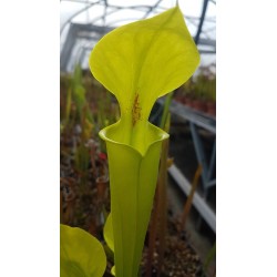 Sarracenia flava var. rugelii 'Yellow, small throat patch'