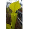 Sarracenia flava var. rugelii 'Yellow, small throat patch'